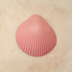 pink-shell-12-5-16