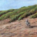 Gull