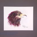Harris Hawk