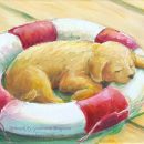 Rescue Dog