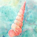 Spiral Shell