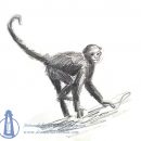 Spider Monkey