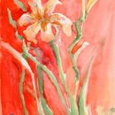 Orange Lily