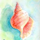 Conch